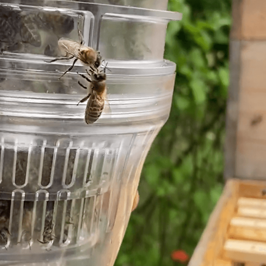 HONEY MASTERS - Varroa Tester 3 in 1 1